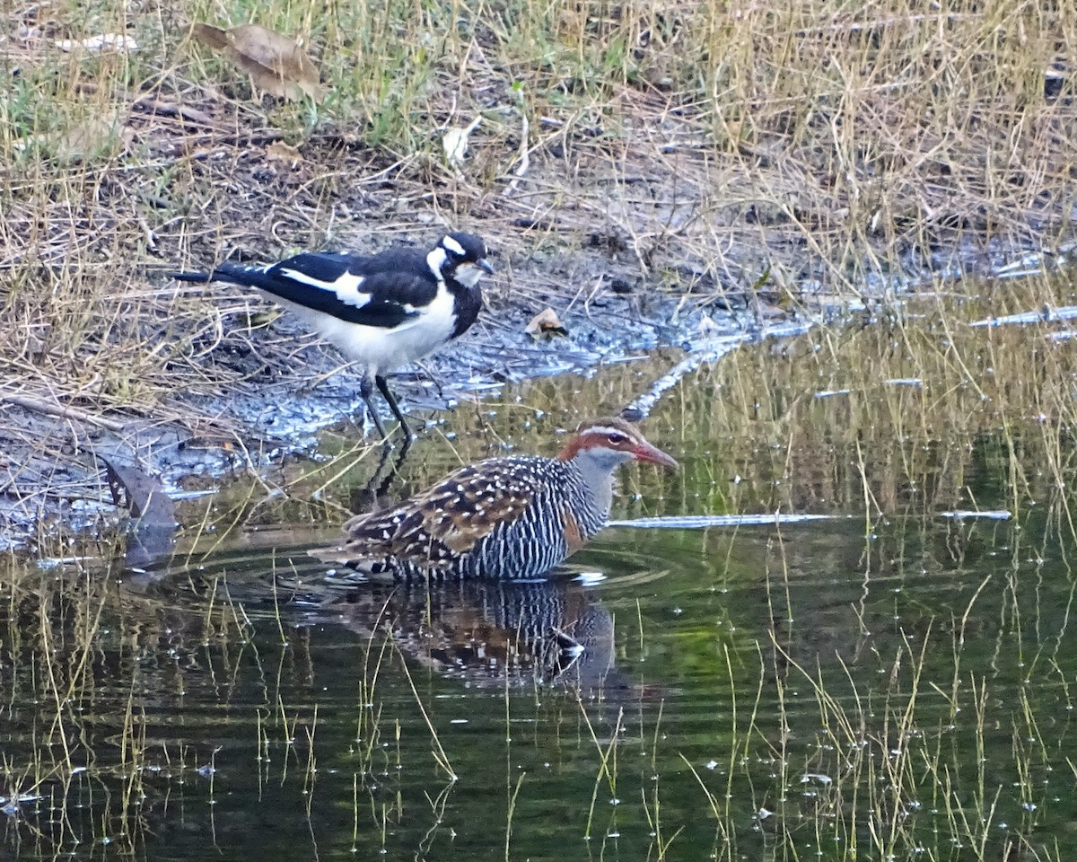 Filipin Sukılavuzu - ML647401449