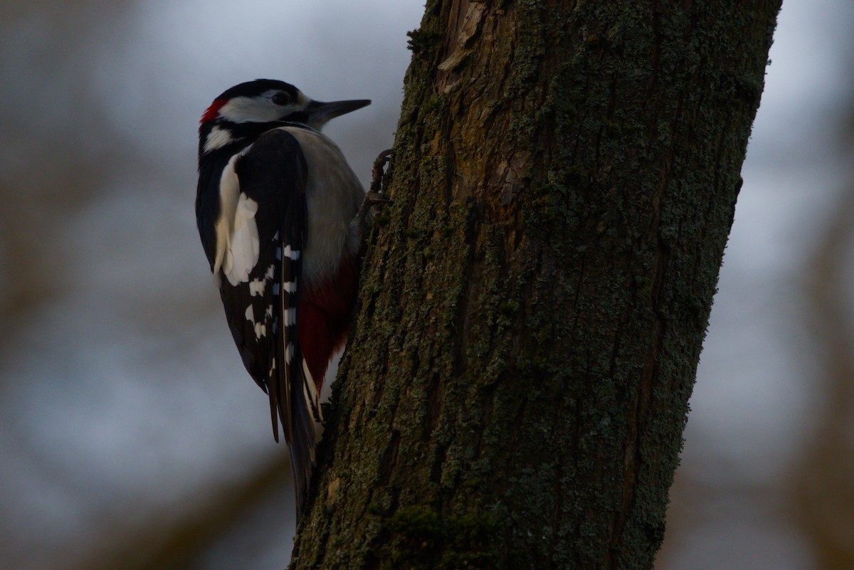 Orman Alaca Ağaçkakanı - ML647401451