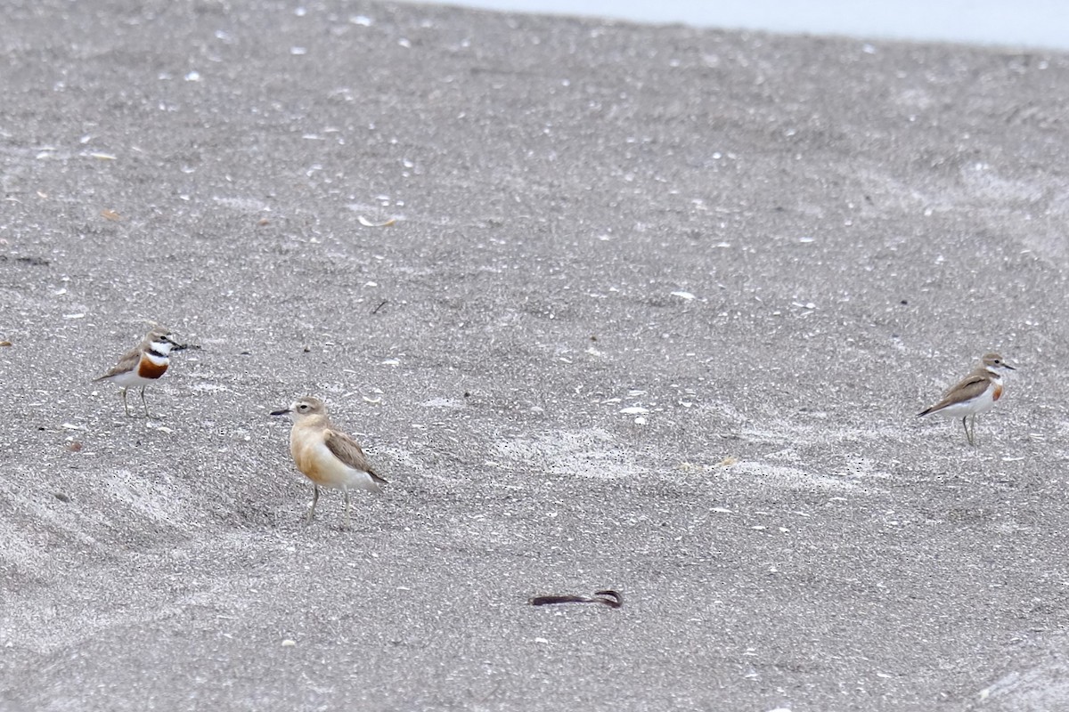 Çift Kuşaklı Cılıbıt - ML647401454