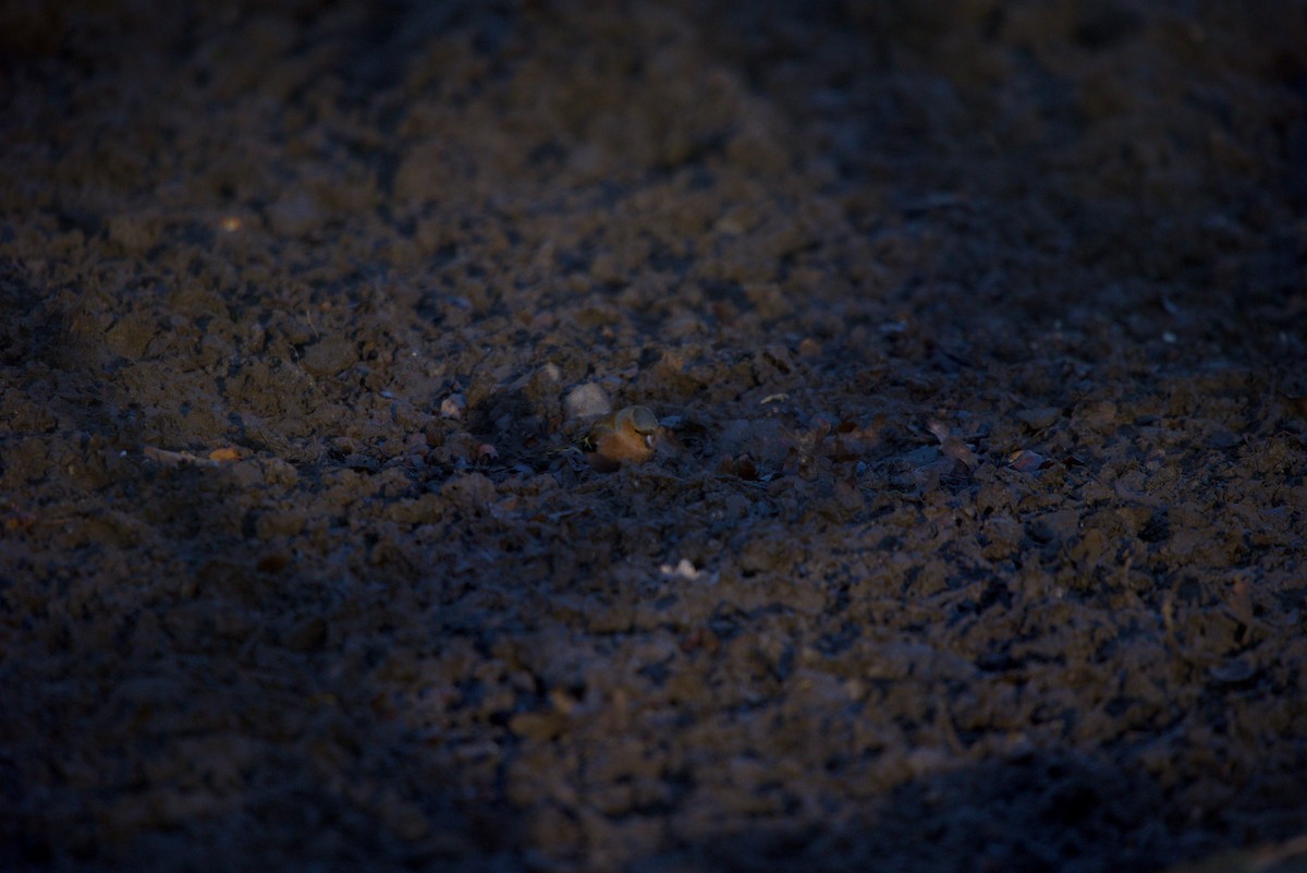 İspinoz - ML647401455