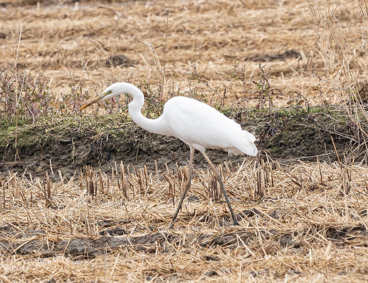 Büyük Ak Balıkçıl (alba) - ML647401463