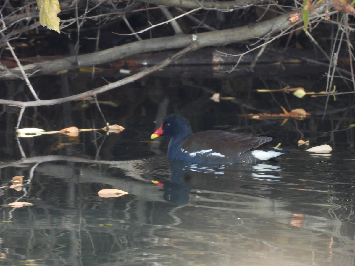 Sutavuğu - ML647401464