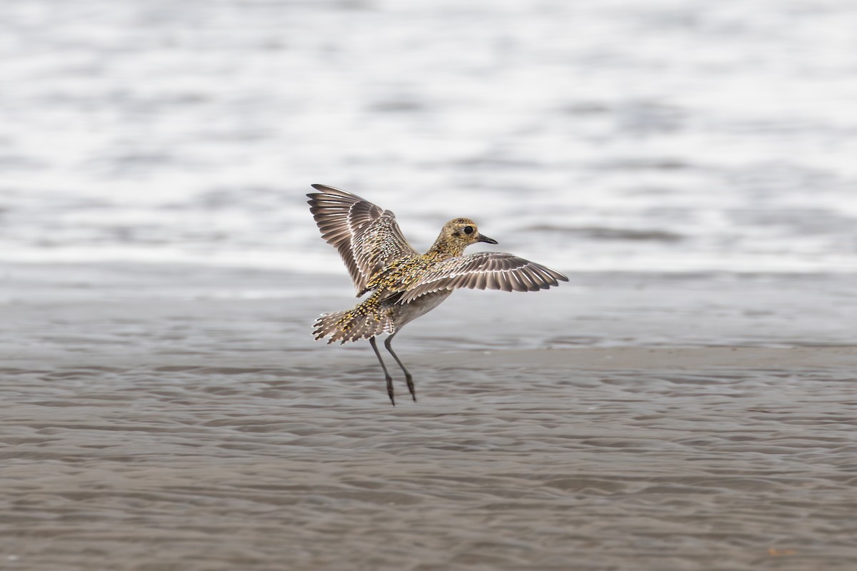 Küçük Altın Yağmurcun - ML647401465