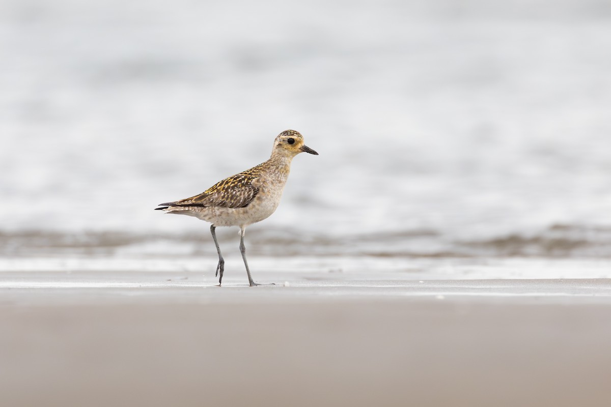 Küçük Altın Yağmurcun - ML647401466