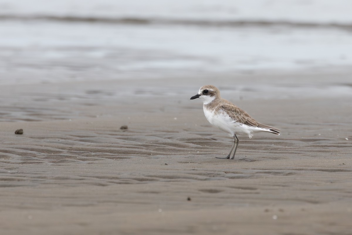 Sibirya Cılıbıtı - ML647401467