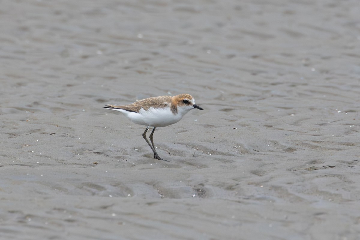 Kızıl Takkeli Cılıbıt - ML647401468