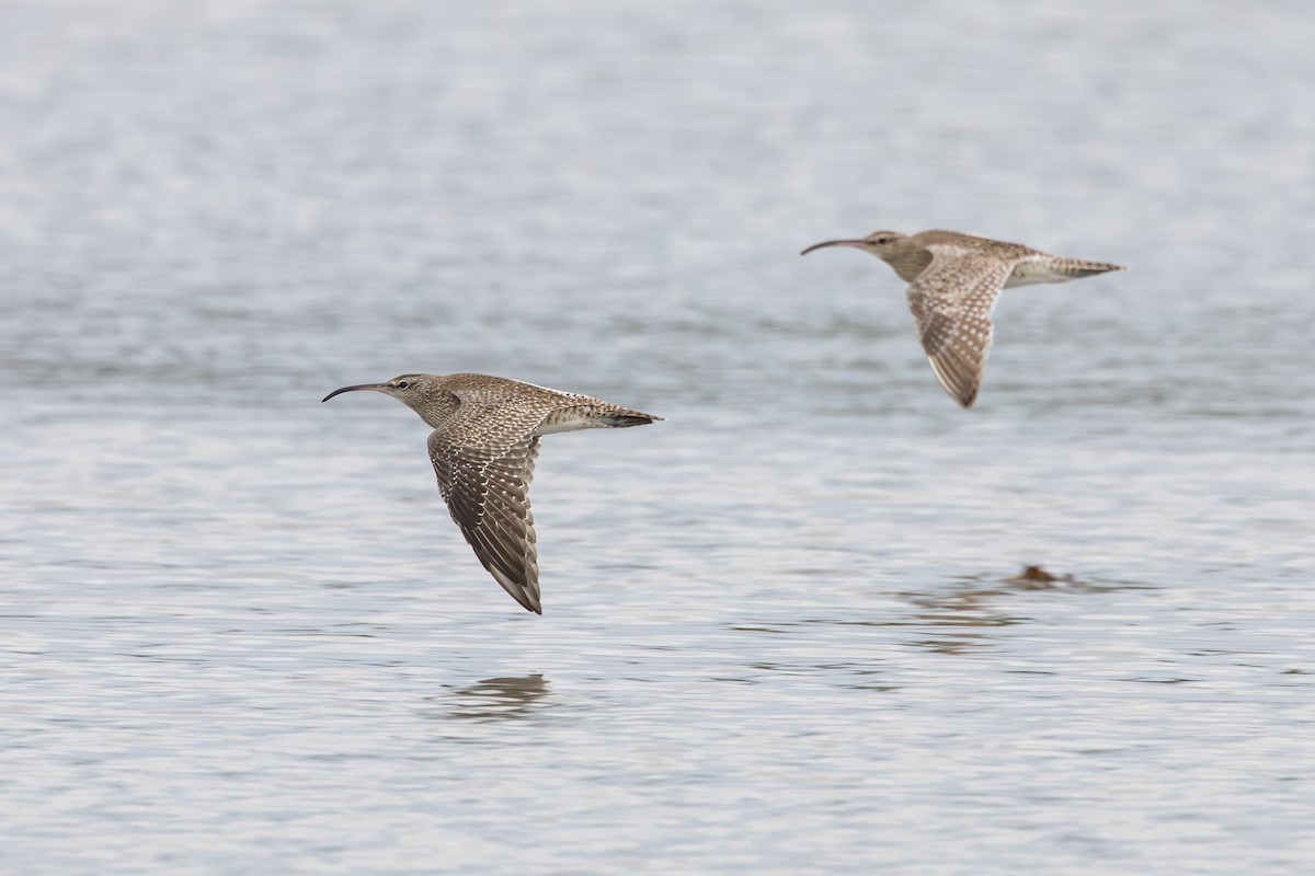 Sürmeli Kervançulluğu (variegatus/rogachevae) - ML647401471