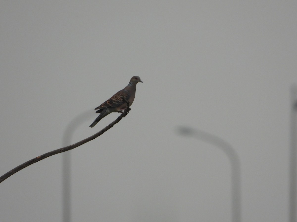 Büyük Üveyik - ML647401472