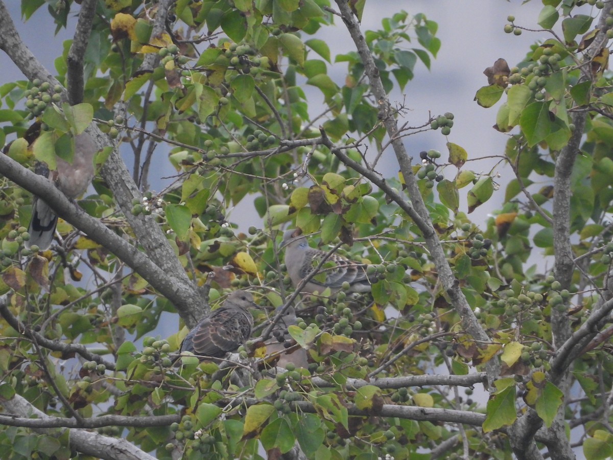 Büyük Üveyik - ML647401473