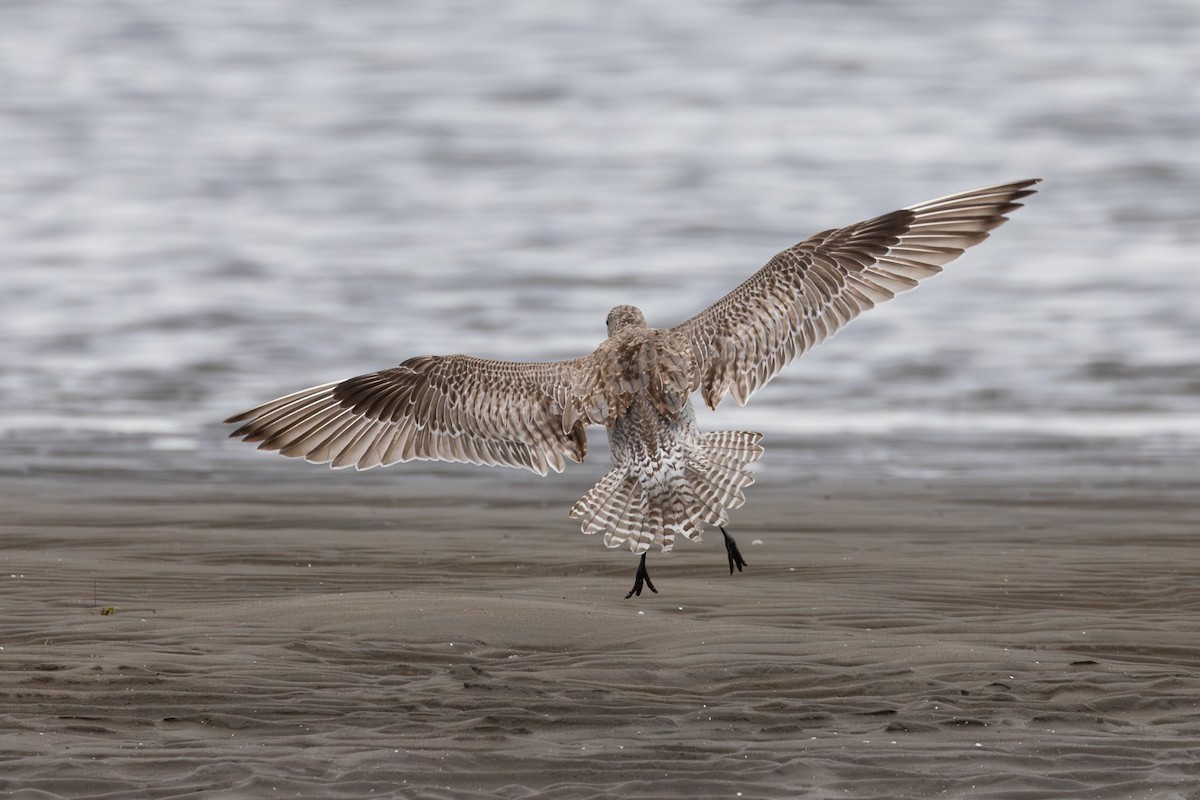 Kıyı Çamurçulluğu - ML647401474