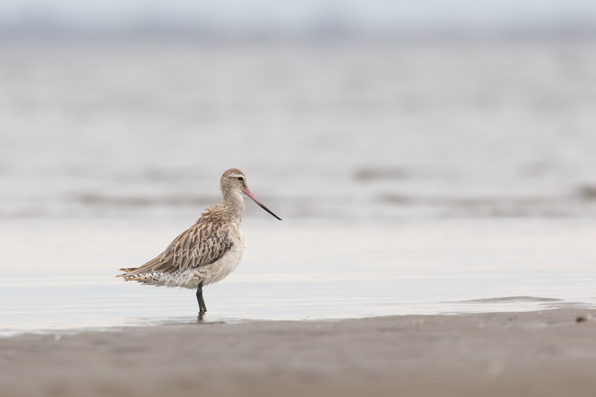 Kıyı Çamurçulluğu - ML647401475