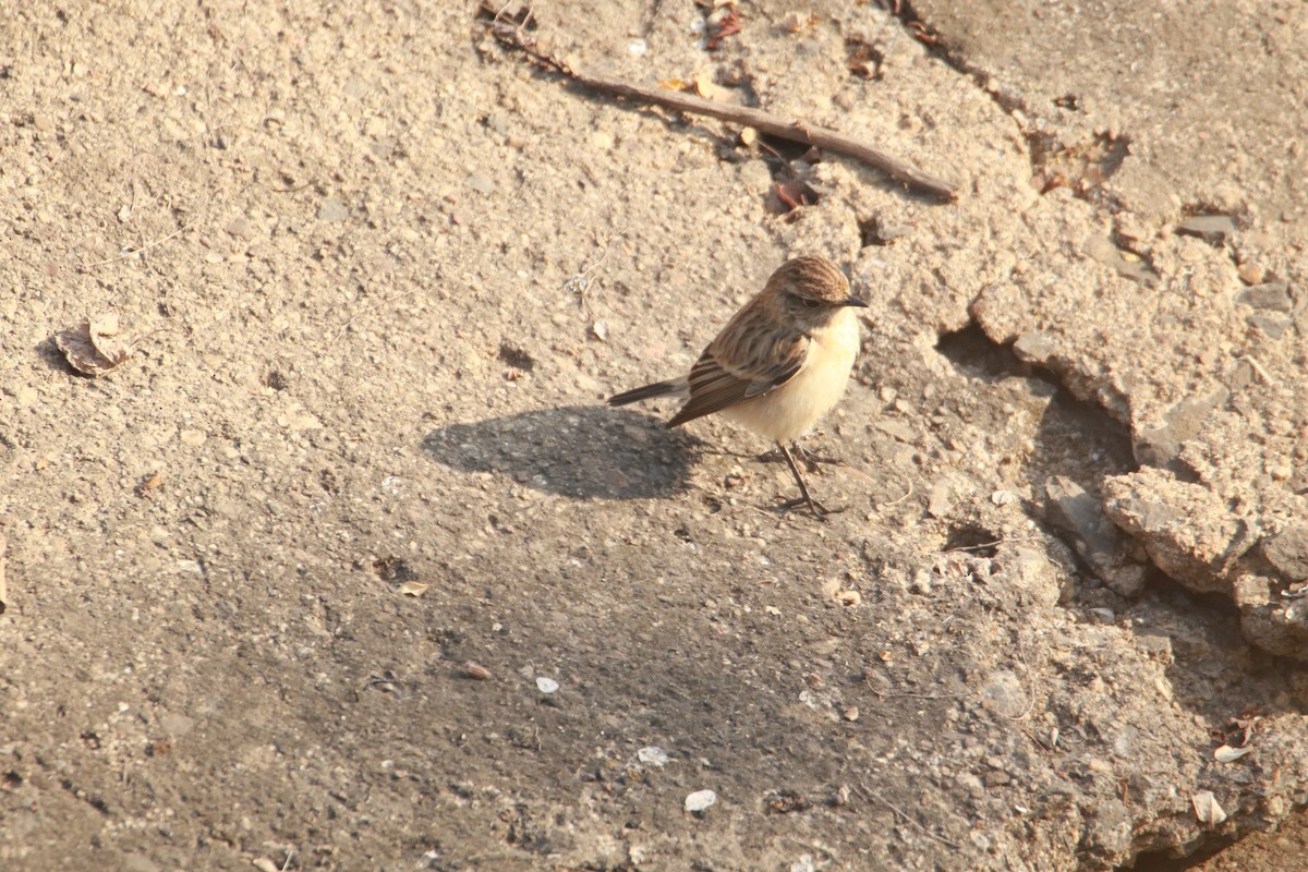 Sibirya Taşkuşu - ML647401476