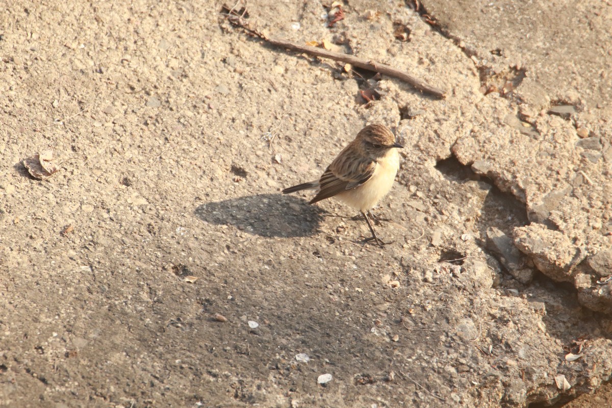 Sibirya Taşkuşu - ML647401477