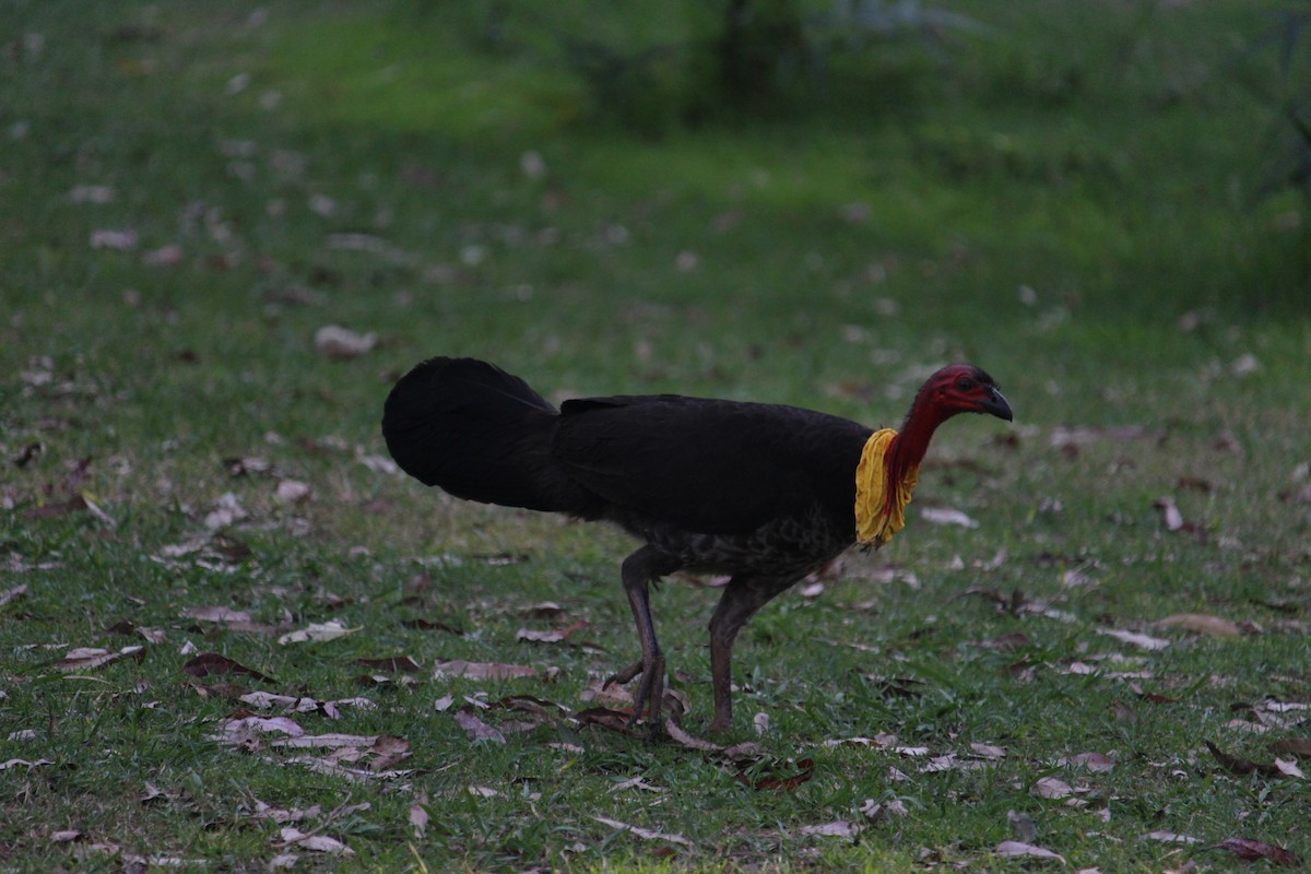 Hindi Megapodu - ML647401478