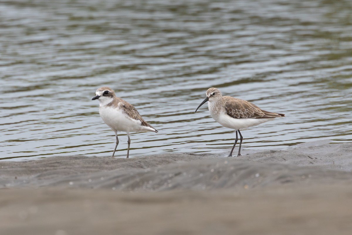 Kızıl Kumkuşu - ML647401484