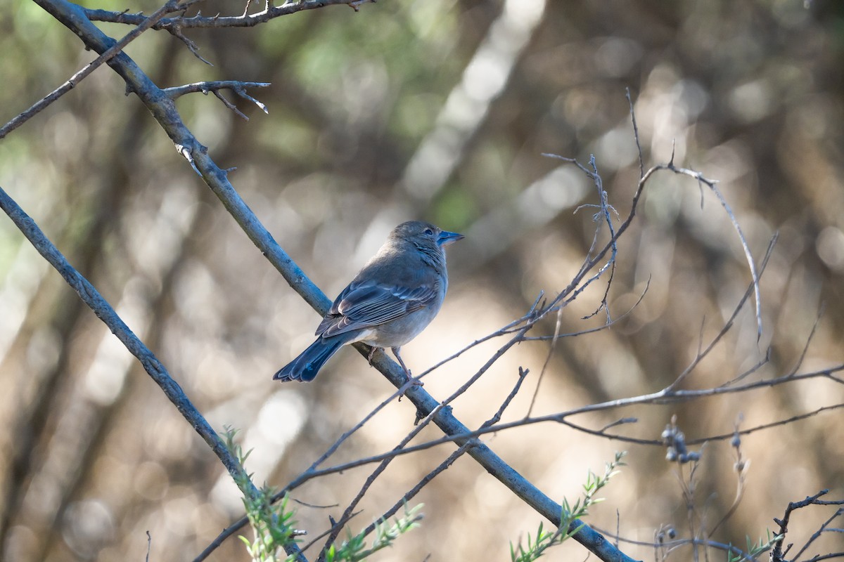 Mavi İspinoz - ML647401485