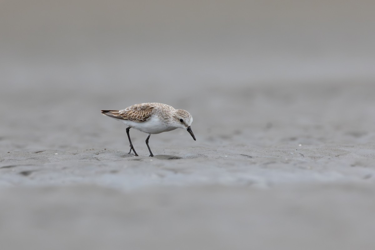 Kızıl Boyunlu Kumkuşu - ML647401486