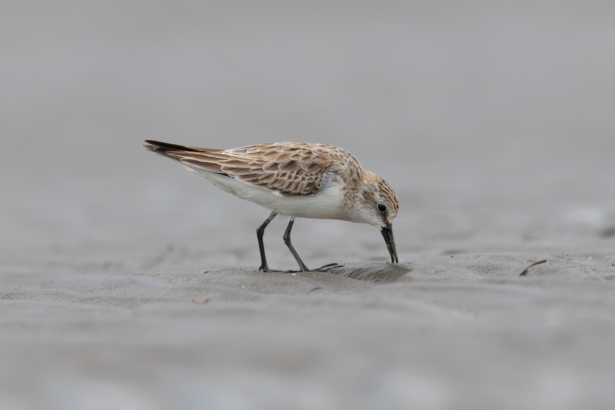 Kızıl Boyunlu Kumkuşu - ML647401487