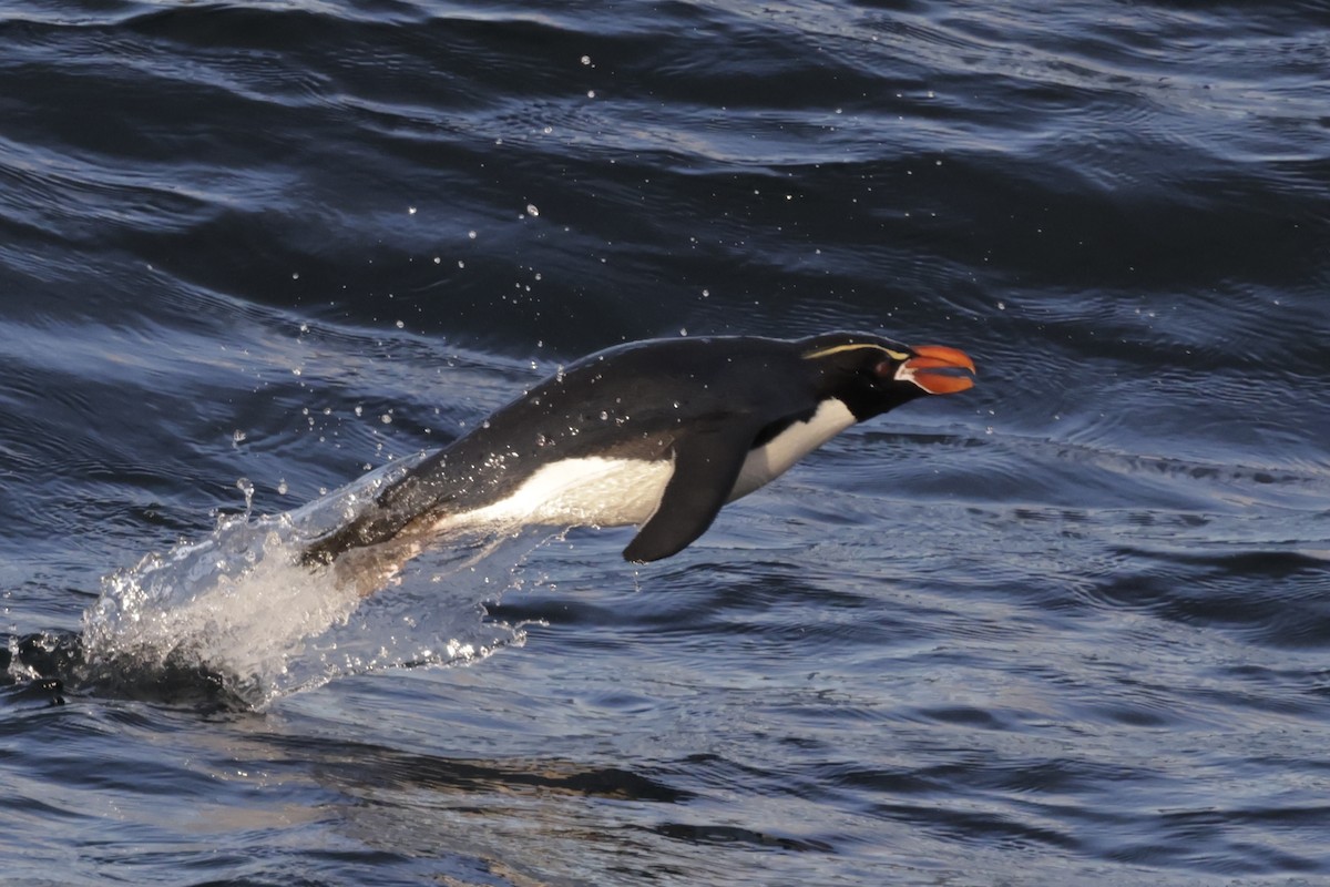 Snares Adası Pengueni - ML647401488