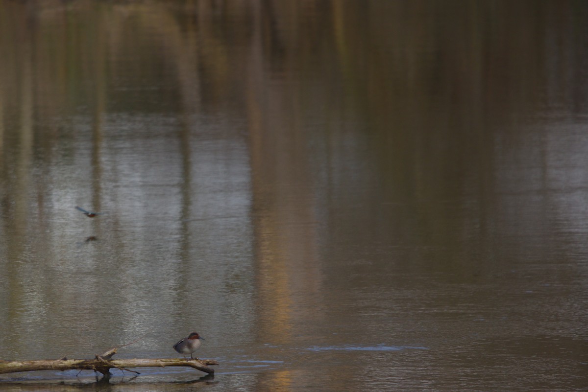 Çamurcun - ML647401491