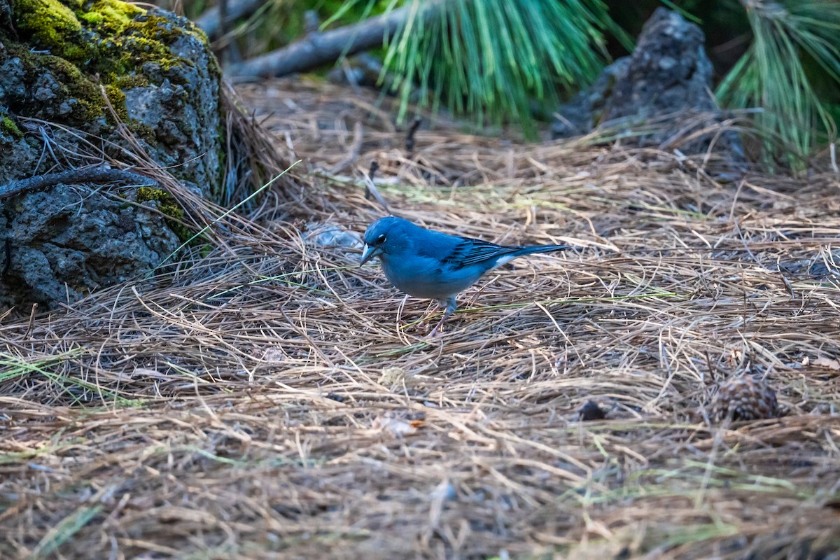 Tenerife Blue Chaffinch - ML647401492