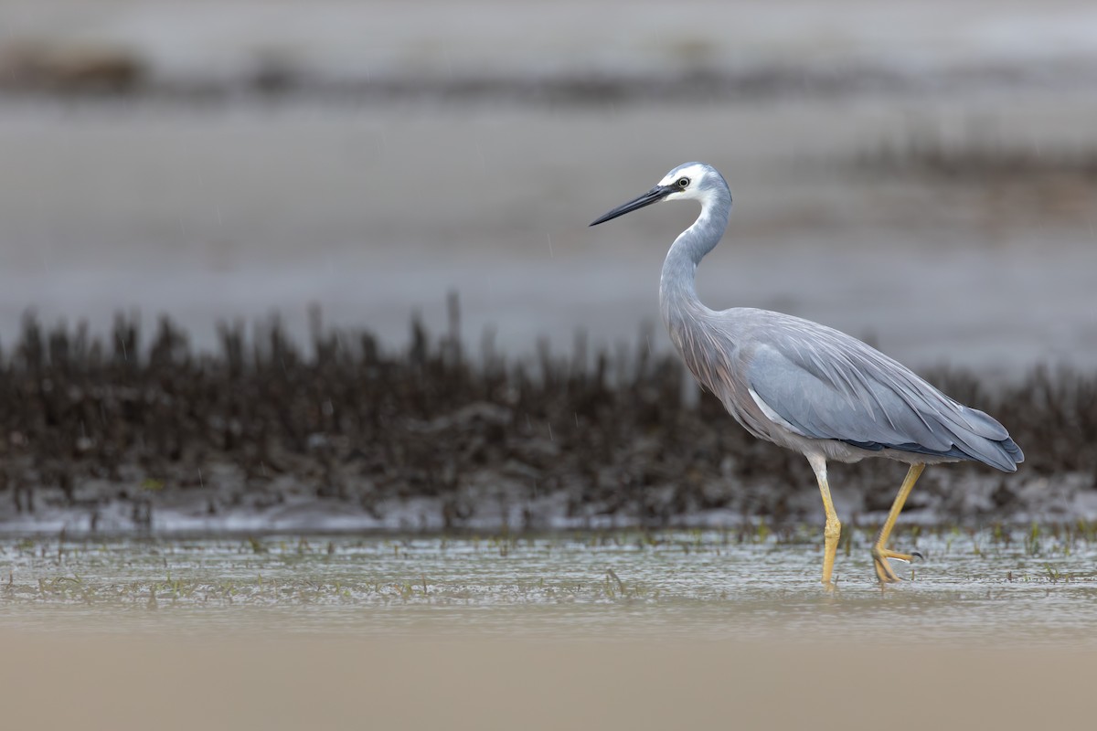 Ak Yüzlü Balıkçıl - ML647401493