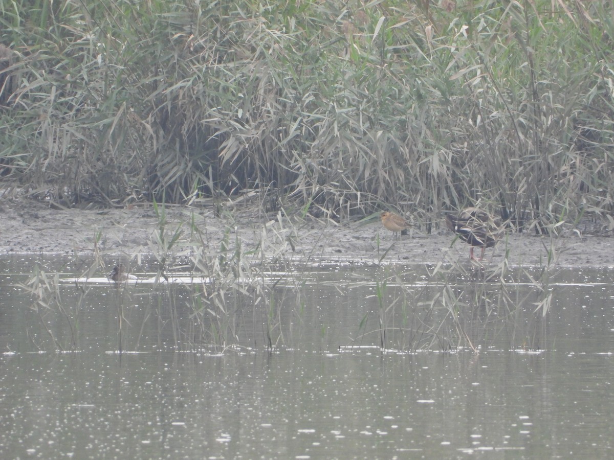 太平洋金斑鴴 - ML647401504