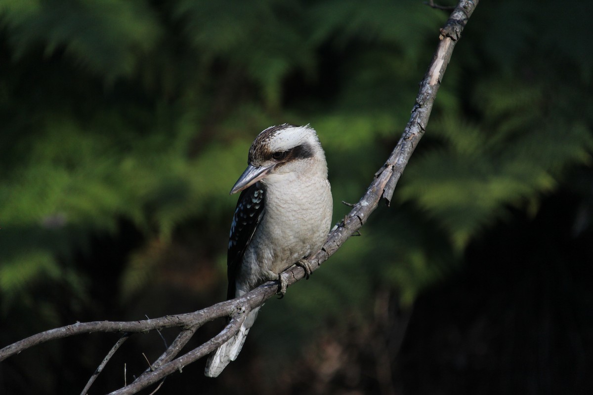 Laughing Kookaburra - ML647401508