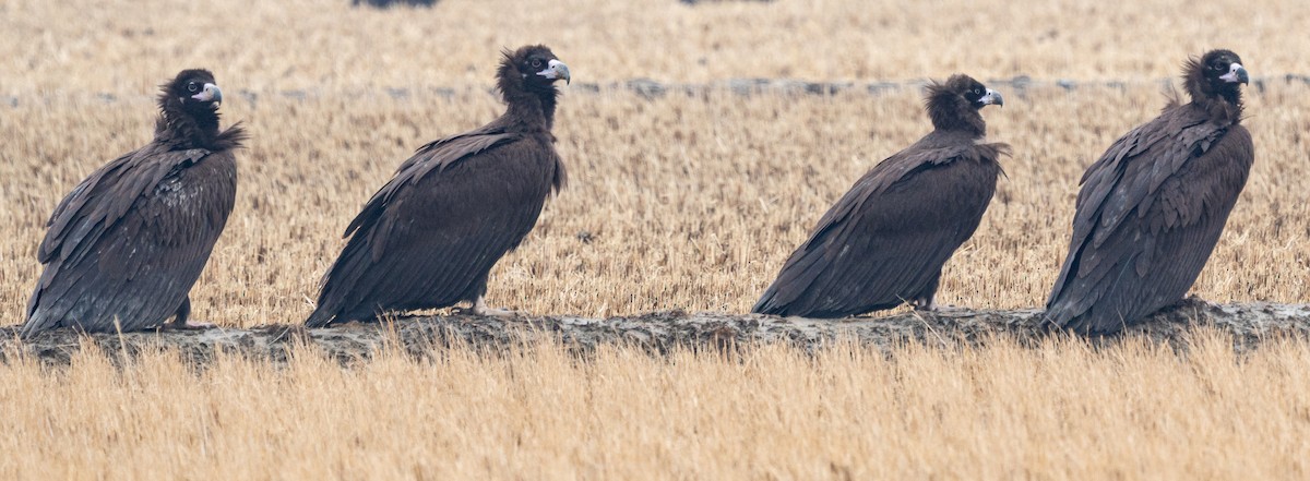 Buitre Negro - ML647401515