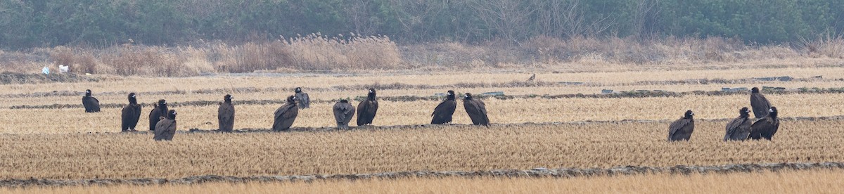 Buitre Negro - ML647401516