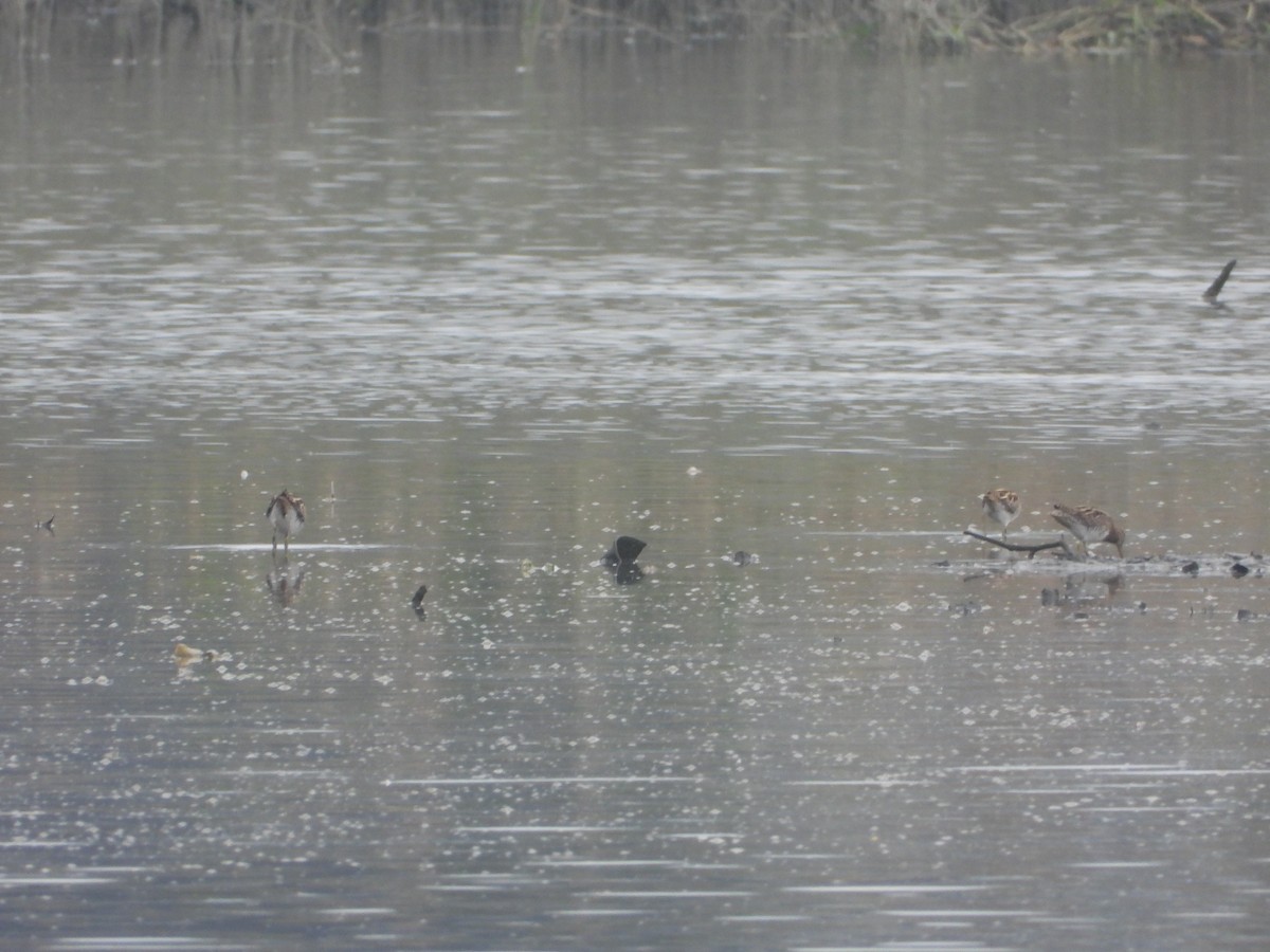 חרטומית ביצות - ML647401521