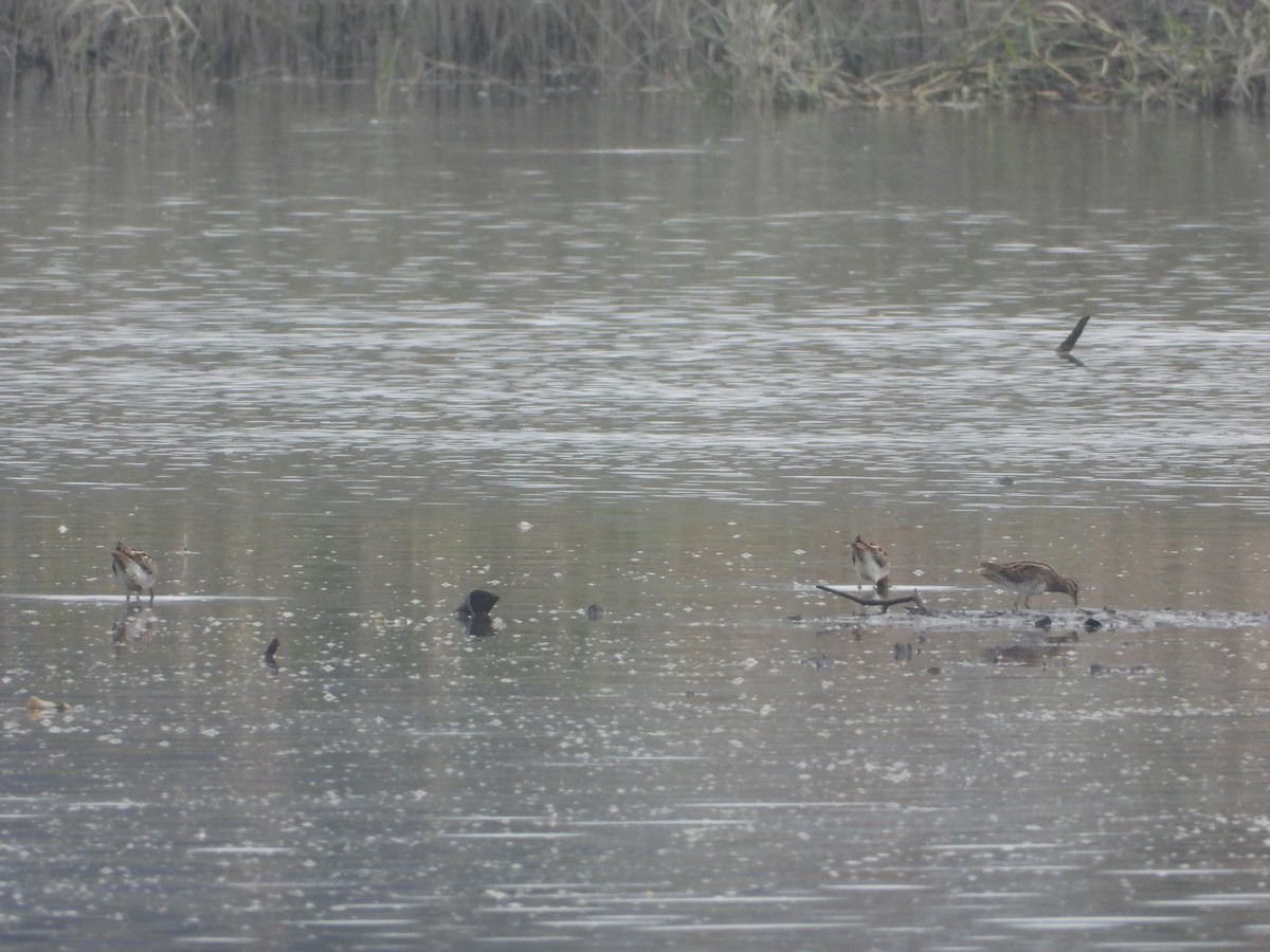 חרטומית ביצות - ML647401522