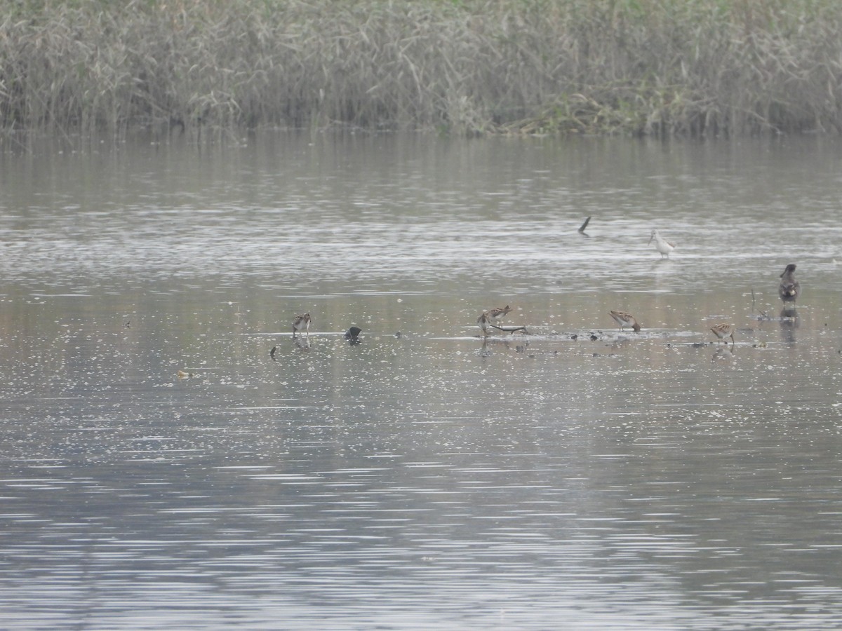 חרטומית ביצות - ML647401523