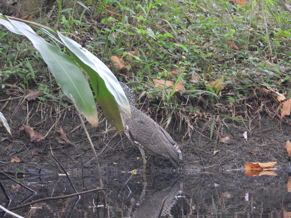 黑冠麻鷺 - ML647401532