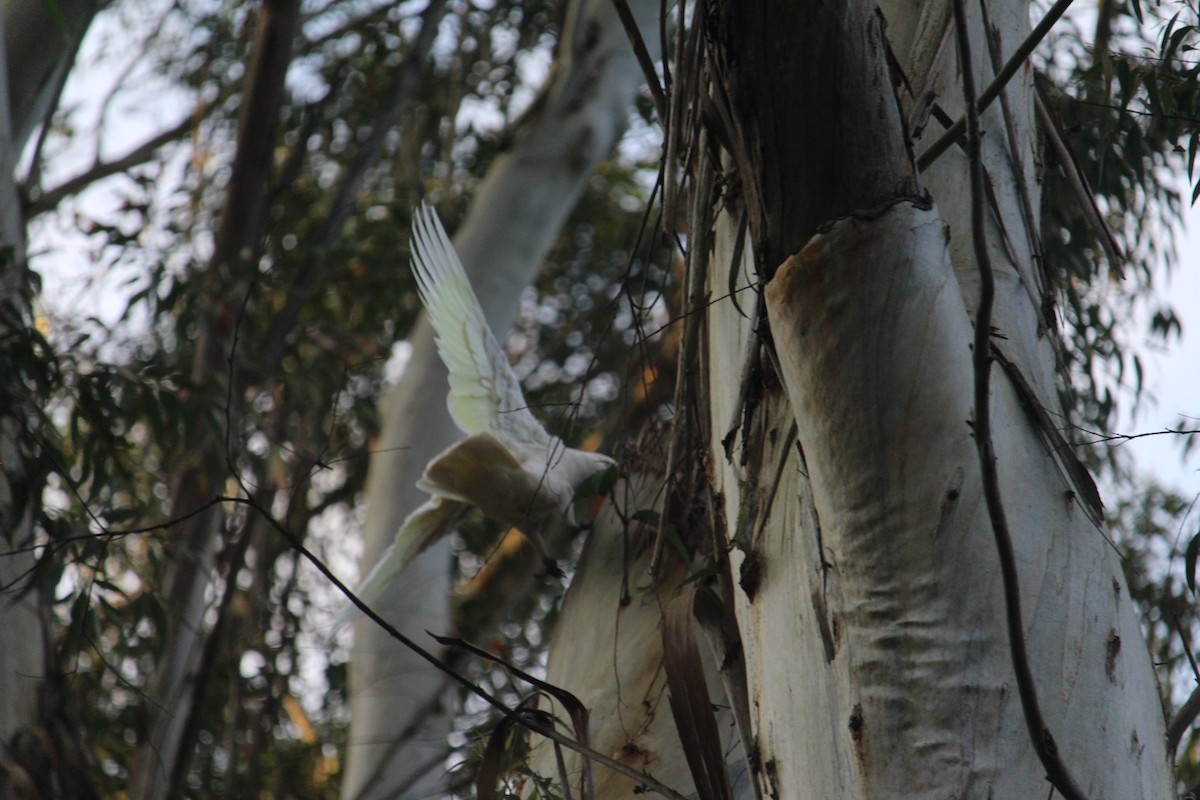 Sulphur-crested Cockatoo - ML647401535