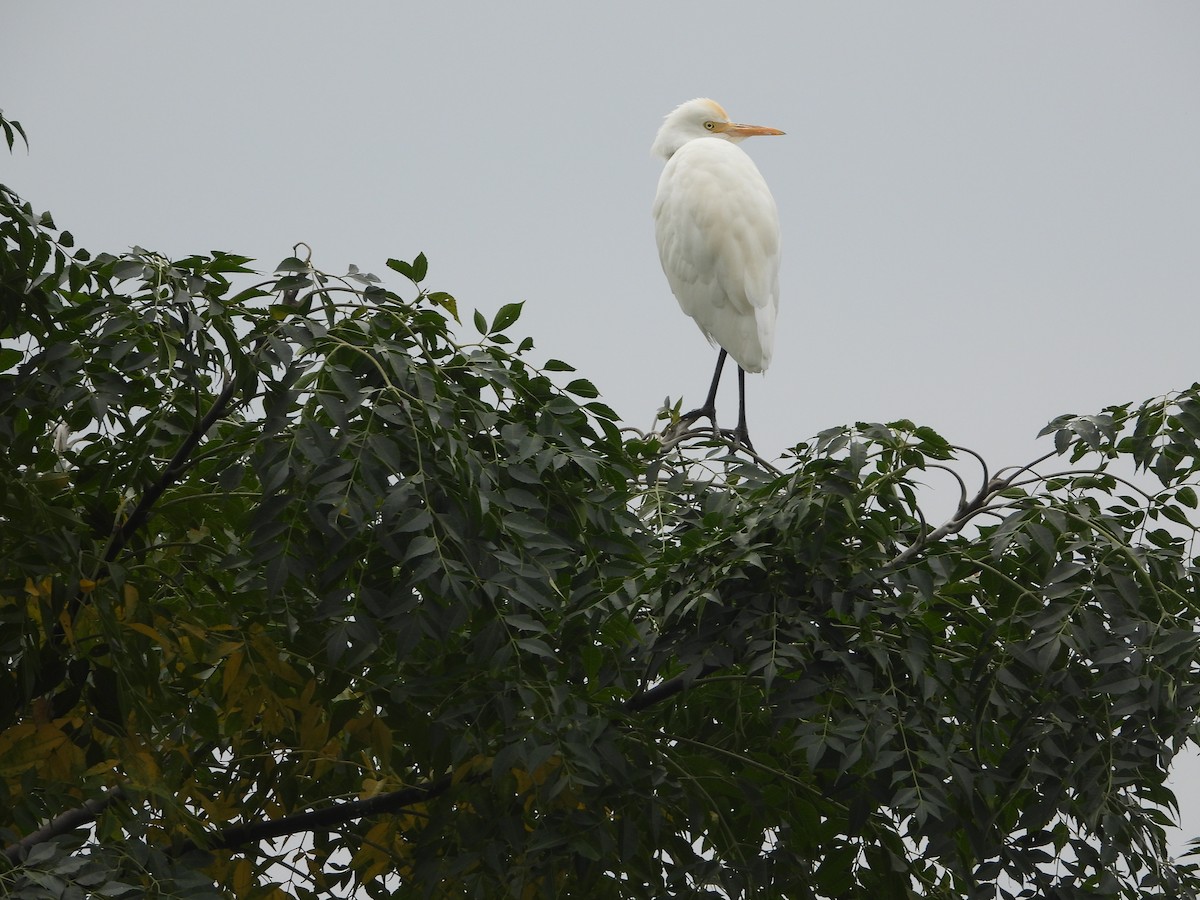 黃頭鷺 - ML647401536