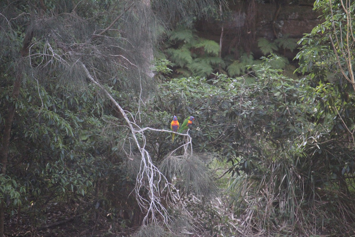 Rainbow Lorikeet - ML647401542