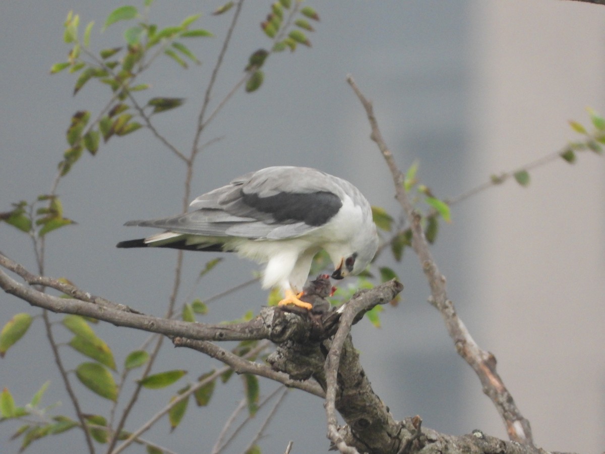 黑翅鳶 - ML647401544