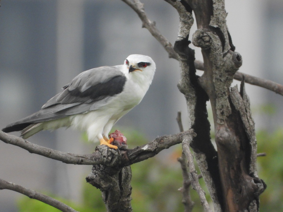 黑翅鳶 - ML647401545