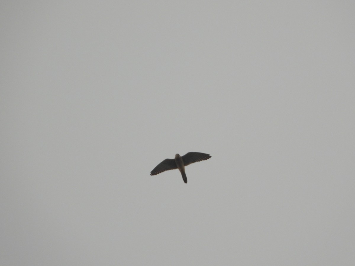 遊隼 - ML647401548