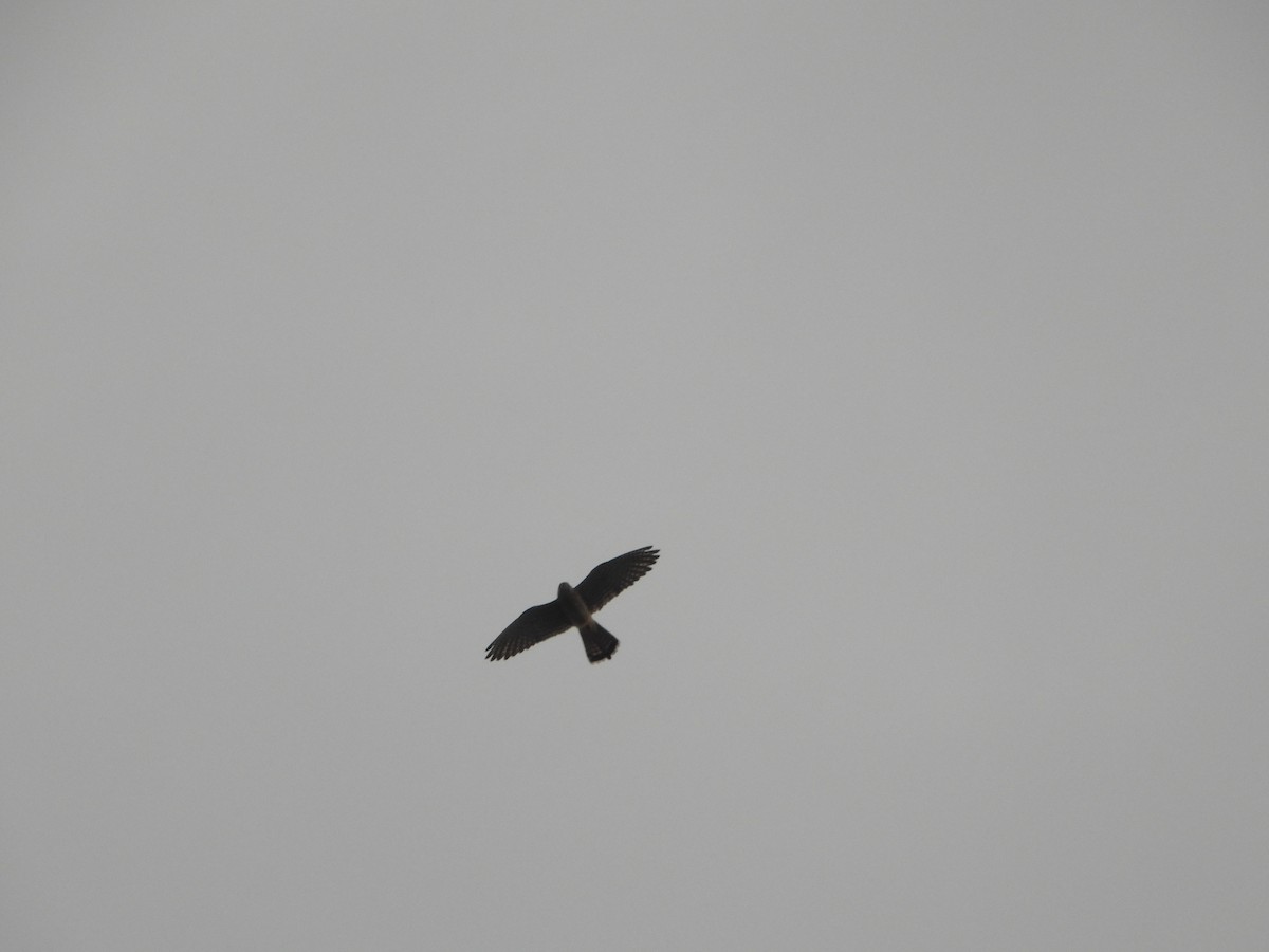 遊隼 - ML647401549