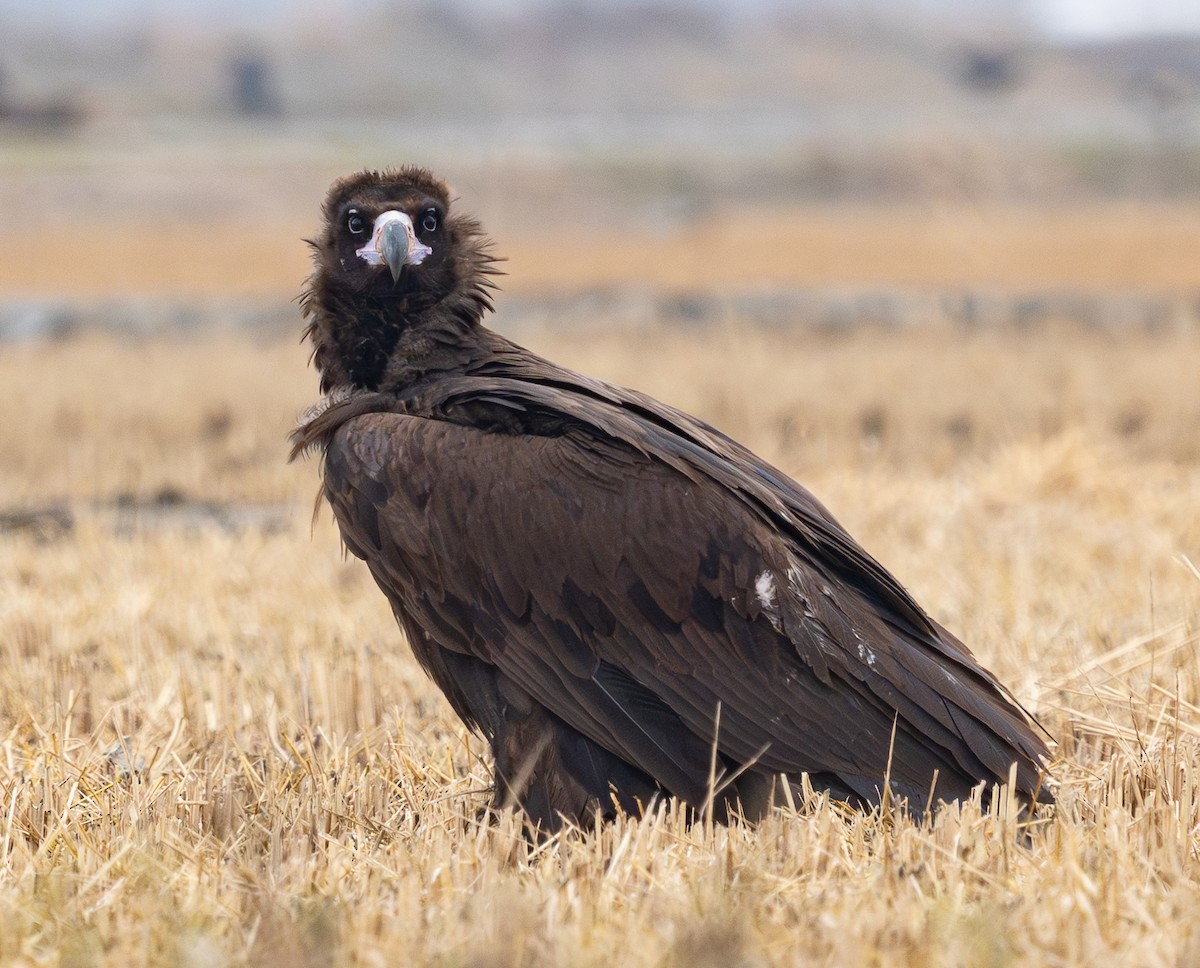 Buitre Negro - ML647401551