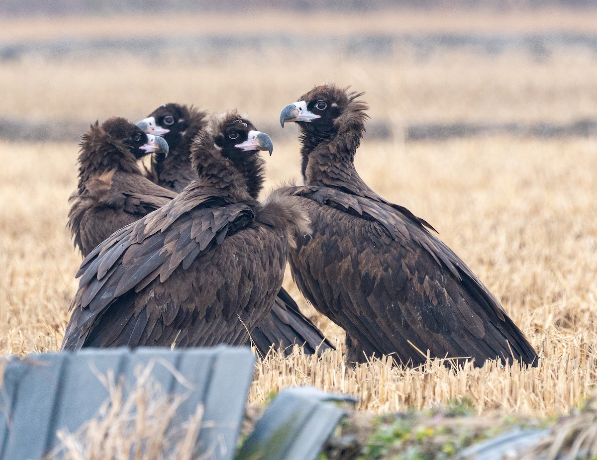 Buitre Negro - ML647401552