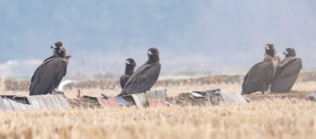 Buitre Negro - ML647401554