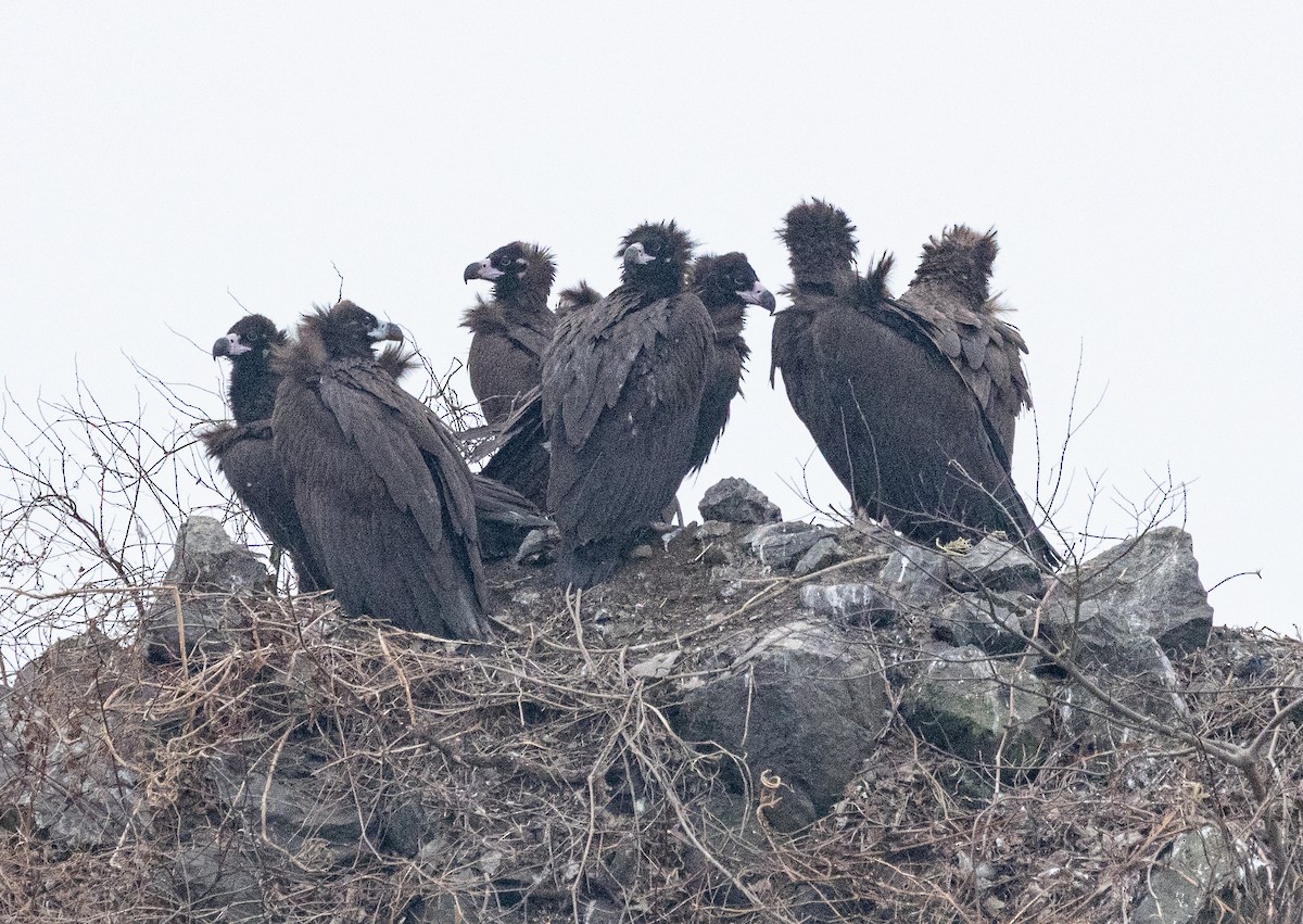 Buitre Negro - ML647401555