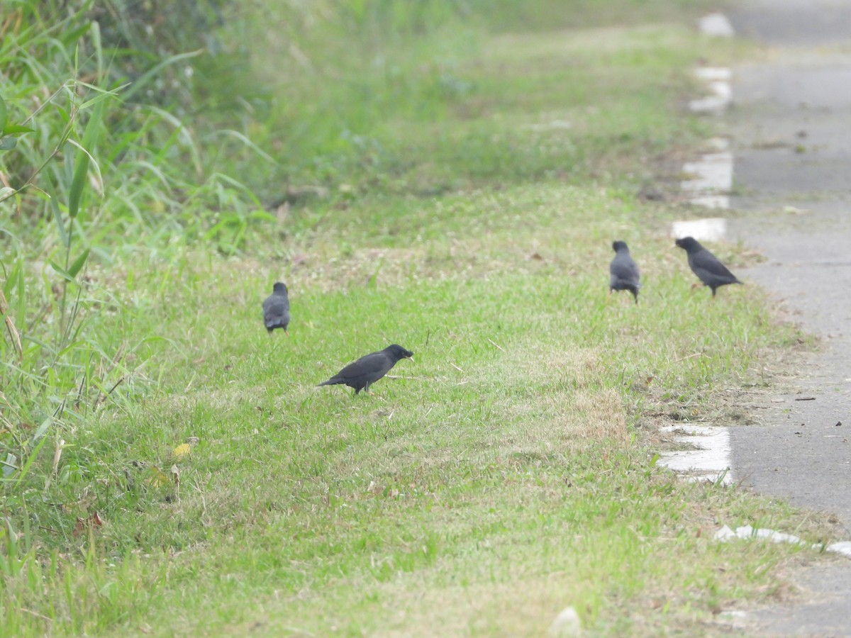 八哥(冠八哥) - ML647401559