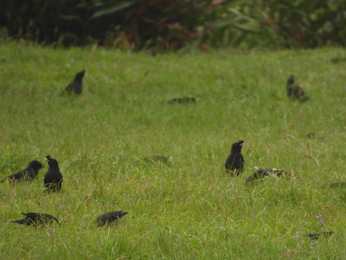 八哥(冠八哥) - ML647401560