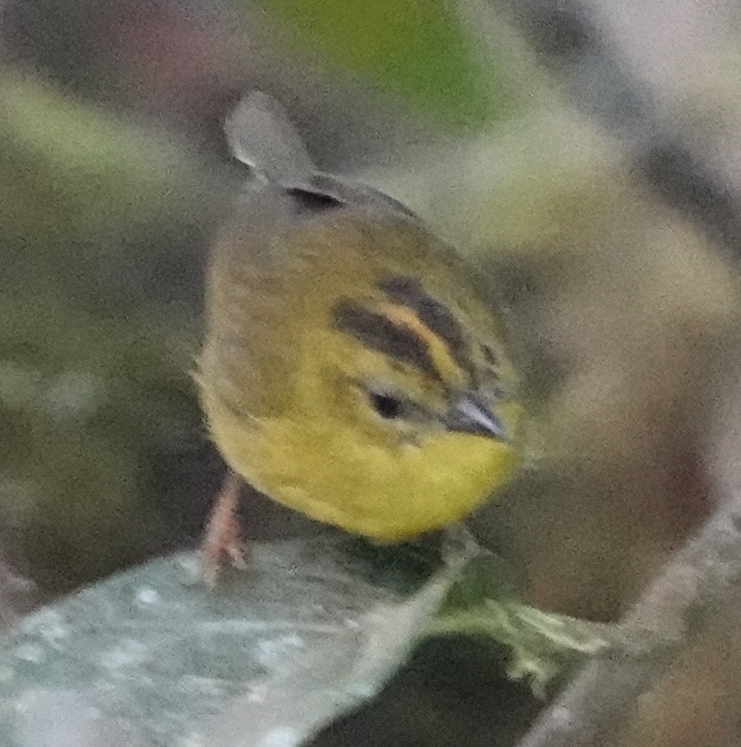 Choco Warbler - ML647401567