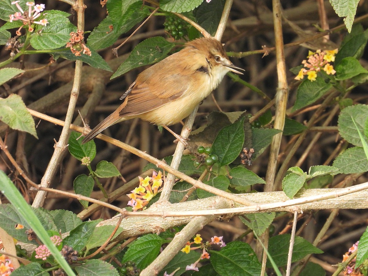 åkersanger - ML647401570