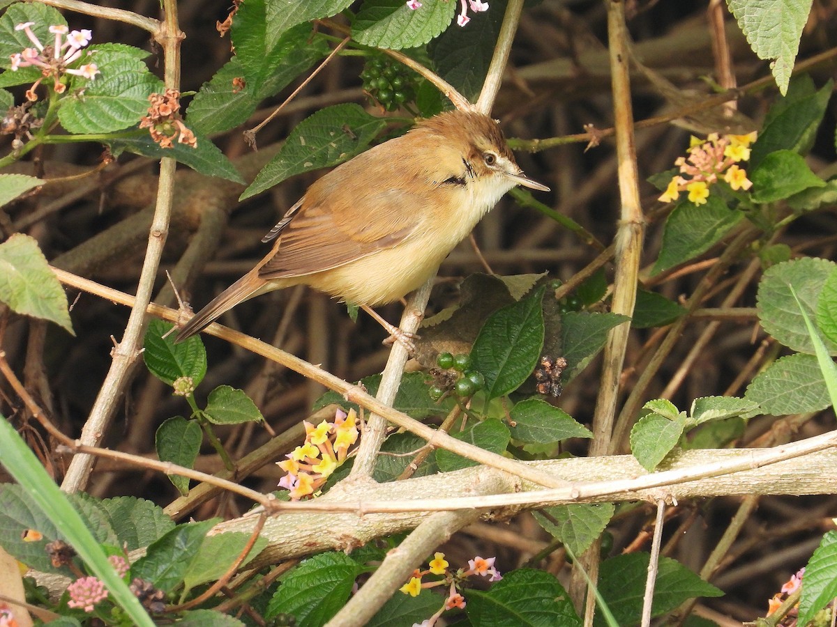 åkersanger - ML647401571
